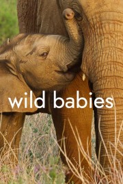watch Wild Babies free online