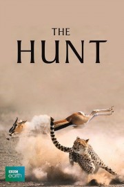 watch The Hunt free online