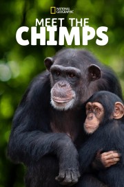 watch Meet the Chimps free online