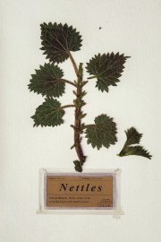 watch Nettles free online