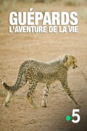 watch Guépards, l'aventure de la  vie free online