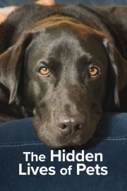 watch The Hidden Lives of Pets free online