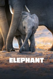 watch Elephant free online