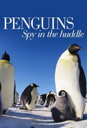 watch Penguins: Spy in the Huddle free online