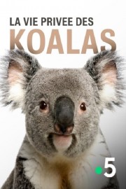 watch La vie privée des koalas free online