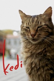 watch Kedi free online