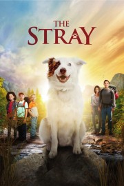 watch The Stray free online