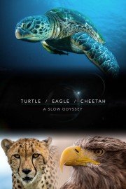 watch Turtle, Eagle, Cheetah: A Slow Odyssey free online