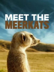 watch Meet The Meerkats free online